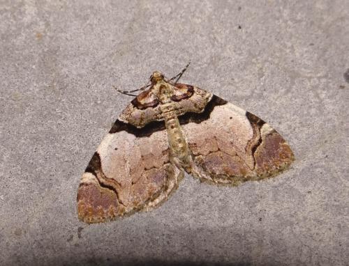 Réf. 179 932 : Anticlea derivata